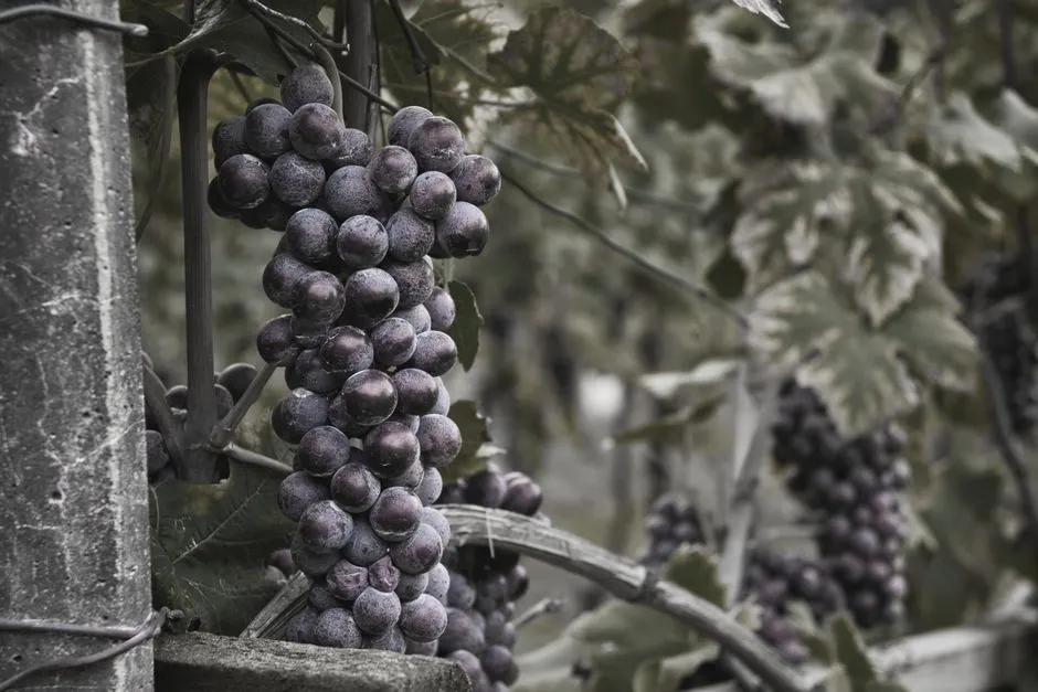 Bunch of ripe grapes hanging on a vine in a vineyard. Perfect for wine production.