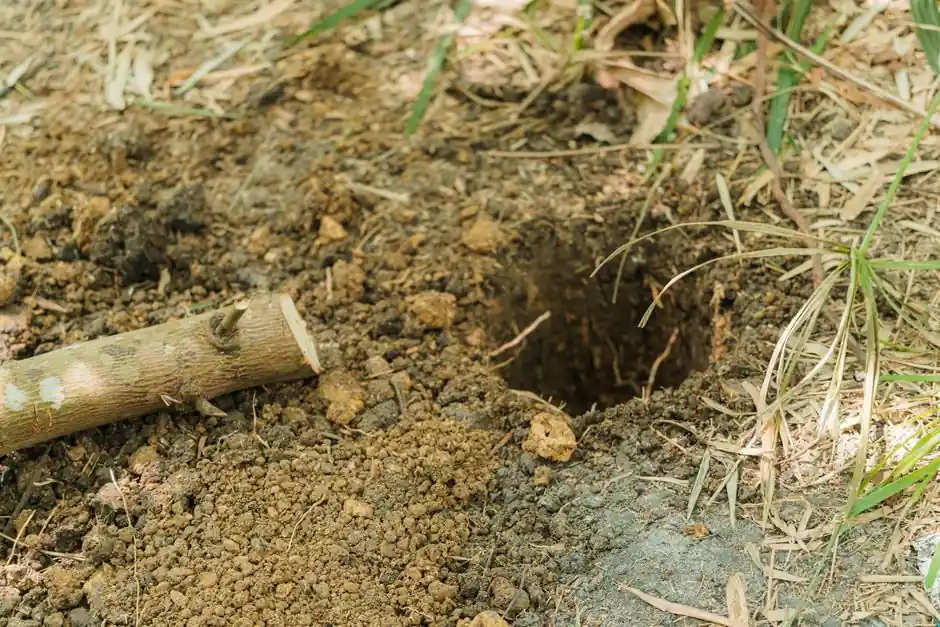 Image of a freshly dug hole in garden soil surrounded by grass and a small stick nearby.